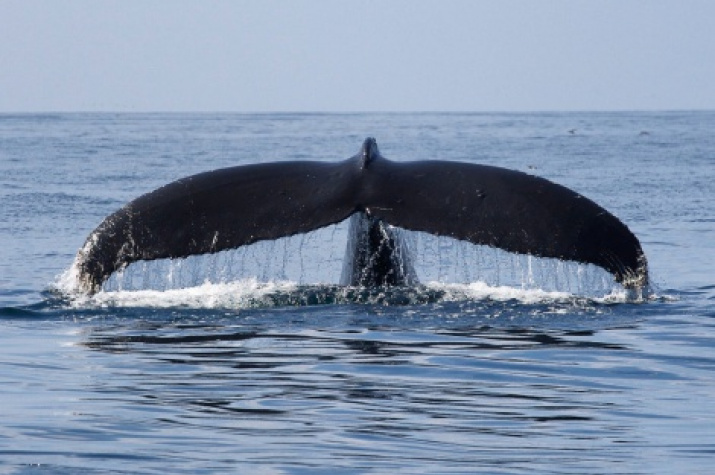 Humpback whale. Photo: Alexander Burdin and Olga Filatova