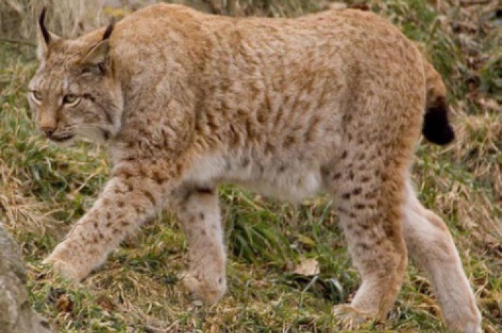 The lynx is a direct food competitor of the Amur leopard