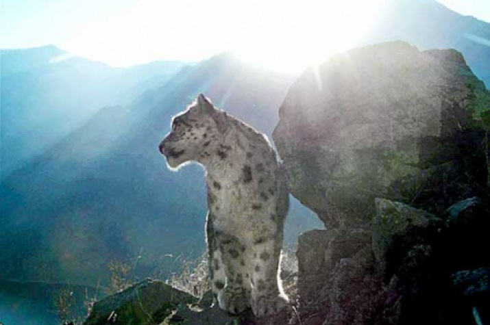 A snow leopard. Photo: Sayano-Shushensky Reserve