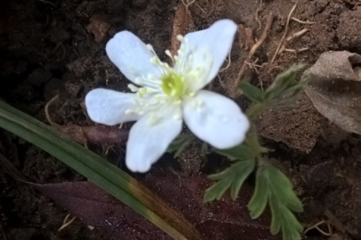 Anemone in November. Photo by Victor Storozhuk