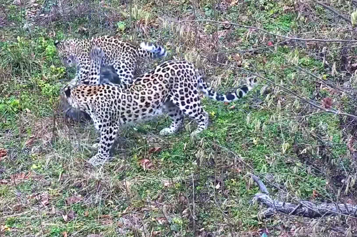 Потомство шведских леопардов растёт на Кавказе