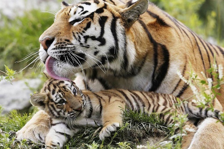 siberian tigers pictures