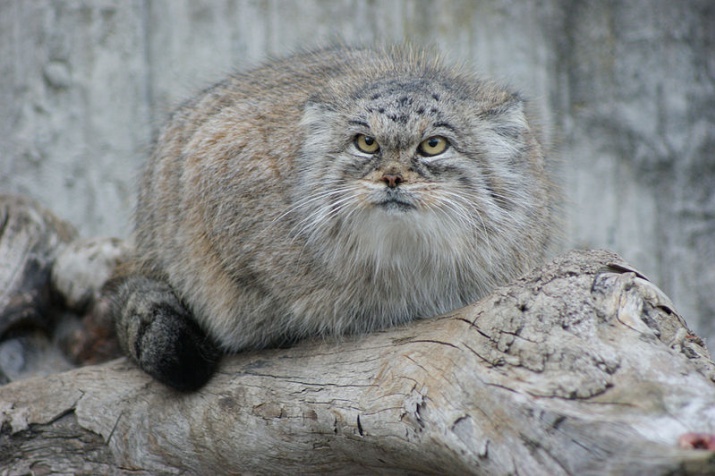 About the Pallas's cat  Russian Geographical Society
