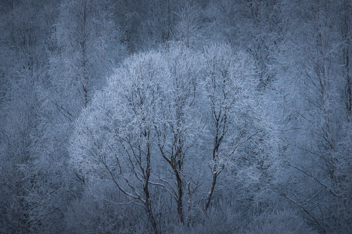 Зимние лесные образы. Фото: Николай Степаненко