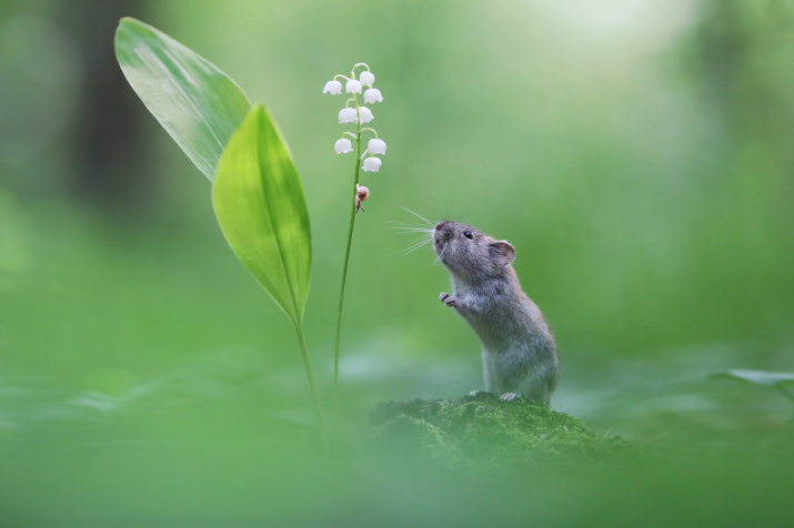 Мышь и улитка. Фото: Вадим Трунов