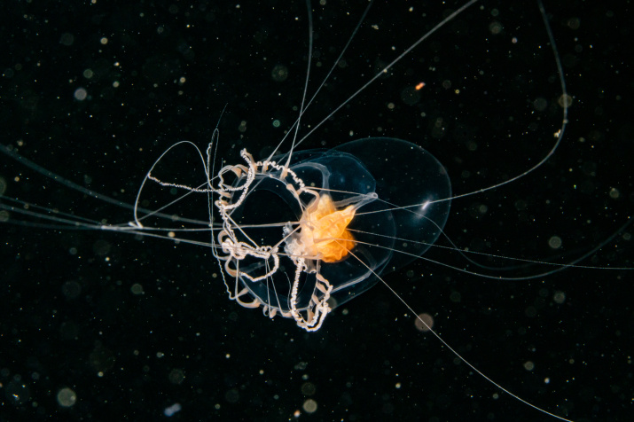 Медуза в темноте. Фото: Алексей Миролюбов