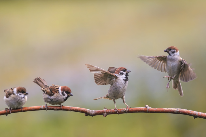 "Орлята" учатся летать... Фото: Наталья Бачкова