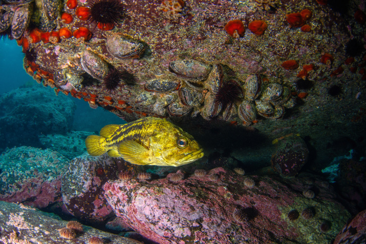Морской окунь в скалах. Фото: Денис Дегтярев