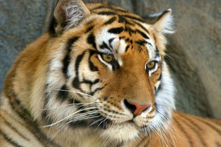 About the Siberian tiger  Russian Geographical Society