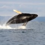 Горбатый кит. Фото: Евгений Мамаев
