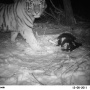 Молодой тигр-самец у останков добытой им домашней собаки. Справа на заднем плане видна привязанная к дереву ракета, которая вскоре сработает