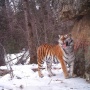 Тигрица анализирует запаховую метку тигра-самца, бывшего здесь днём ранее.
