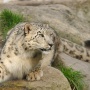 One of the rarest fauna of the Altai - the snow leopard