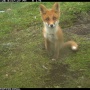 Ear-flaps the fox. Picture taken with camera traps