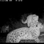 The young mother with cubs. The picture was taken with camera traps in Sayano-Shushensky Reserve 