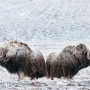 A muskoxen  