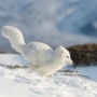 A polar (Arctic) fox 