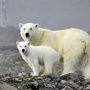 Polar bears on Hooker island. Photo: M. Ivanov 