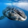 A bowhead whale. Photo: Paul Nicklen 