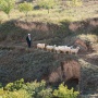 Пастух на Лёссовом плато