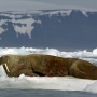 A female walrus is feeding her calf. Photo: M. Ivanov 