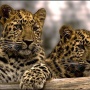 Amur leopard - the rarest subspecies of the cat family in the world