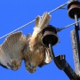 Power lines continue to kill birds. Photo from Russian Bird Conservation Union