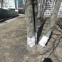 ''Зелеченные'' деревья