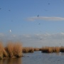 Тростниковые заросли Аграханского залива - места обитания многочисленных птиц