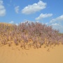 Тамарикс на песчаных дюнах