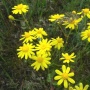 Весенние цветы Ногая