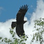 Молодой солнечный орел. Фото: Игорь Карякин