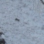 Самка рыси с котятами на территории кластера ''Подзаплоты'' заповедника ''Хакасский''