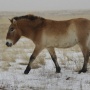 Фото предоставлено Оренбургским отделением РГО