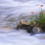 Flowering poppies on a small island in the middle of a mountain river. North Ossetia. June of 2015. Photo by Anton Agarkov