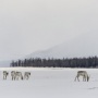 The deer on the Putorana Plateau. Photo by Sergey Gorshkov