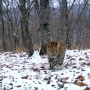 Котенок мамы Leo 63F. Фото предоставлено ФГБУ "Земля леопарда"