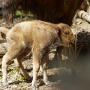 Новорожденный зубренок. Фото предоставлено национальным парком "Угра"