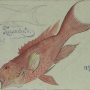 Рыба с туземным названием паслакик, Новая Гвинея. Рисунок Н.Н.Миклухо-Маклая