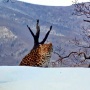Фото предоставлено ФГБУ «Земля леопарда»