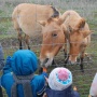 Маленькие участники экскурсии угощают лошадей Пржевальского