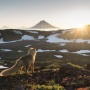 The wise fox is meeting the dawn. Photo by Alexander Zus, the finalist of the II-nd Photo contest of the Russian Geographical Society