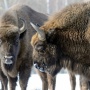 Photo from the site of the national park " Orlovskoe Polesye "