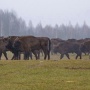 Photo from the site of the national park "Orlovskoe Polesye "