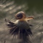 «A snail». Photo by Valery Tikhonov