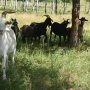Стадо коз в окрестностях Урюпинска. Фото Александра Александровича Чибилева.