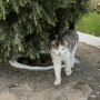И коты в Дагестане являются отменными борцами! Фото: Макензи Холланд