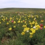 Папайская степь. Донгузский полигон под Оренбургом.  Фото: Александр Чибилёв