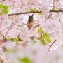 «Owl is the mistress of the cherry blossom.» Author Mansur Serganov, the finalist of the third photo contest of the Russian Geographical Society «The most beautiful country»