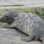 A seal resting on Maly Sommers Island